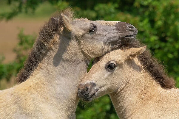 Two Konik wild horses (Equus ferus caballus) foals nuzzling, Meinerswijk nature reserve, near Arnhem, the Netherlands. June