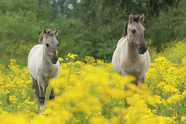 Two Konik wild horses (Equus ferus caballus) amongst flowering Ragwort (Seneccio jacobaea  /  Jacobaea vulgaris), Meinerswijk nature reserve, near Arnhem, the Netherlands. July