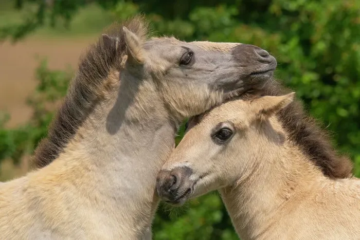 Framed Print : Two Konik wild horses (Equus ferus caballus) foals nuzzling, Meinerswijk nature reserve, near Arnhem, the Netherlands. June Framed Print : Two Konik wild horses (Equus ferus caballus) foals nuzzling, Meinerswijk nature reserve, near Arnhem, the Netherlands. June
