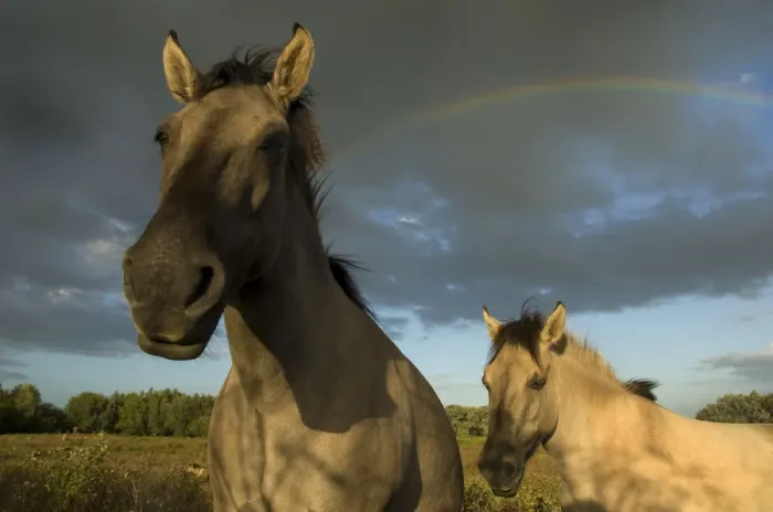 Framed Print : Two Konik Wild Horses (Equus ferus caballus) stand in front of a rainbow in grassland habitat Framed Print : Two Konik Wild Horses (Equus ferus caballus) stand in front of a rainbow in grassland habitat