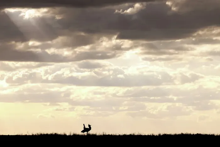 Framed Print : Kori bustard (Ardeotis kori) male, performing mating display, silhouetted at dusk, El Karama Wilderness Conservancy, northern Kenya Framed Print : Kori bustard (Ardeotis kori) male, performing mating display, silhouetted at dusk, El Karama Wilderness Conservancy, northern Kenya