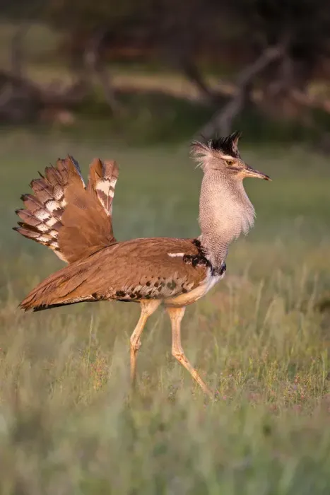 Framed Print : Kori bustard (Ardeotis kori) male courtship display, Kgalagadi Transfrontier Park
