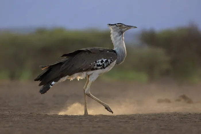 Framed Print : Kori bustard (Ardeotis kori) walking over dusty ground, Shompole, Kenya Framed Print : Kori bustard (Ardeotis kori) walking over dusty ground, Shompole, Kenya