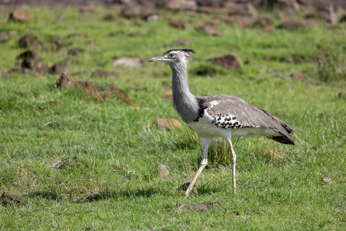 Framed Print : Kori bustard (Ardeotis kori) walking in the savanna, Masai Mara National Reserve, Kenya Framed Print : Kori bustard (Ardeotis kori) walking in the savanna, Masai Mara National Reserve, Kenya