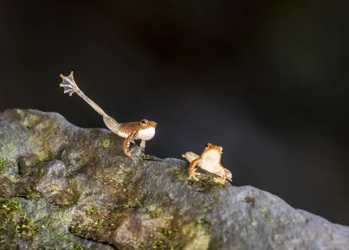 Framed Print : Kottigehar dancing frog (Micrixalus kottigeharensis), male waving foot and calling Framed Print : Kottigehar dancing frog (Micrixalus kottigeharensis), male waving foot and calling