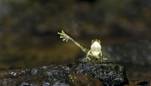 Kottigehara dancing frog (Micrixalus kottigeharensis), dancing frog name