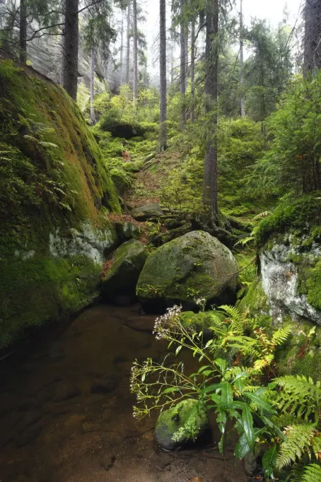 Framed Print : Krinice River flowing by large rocks in wood, Kyov, Ceske Svycarsko / Bohemian Switzerland Framed Print : Krinice River flowing by large rocks in wood, Kyov, Ceske Svycarsko / Bohemian Switzerland