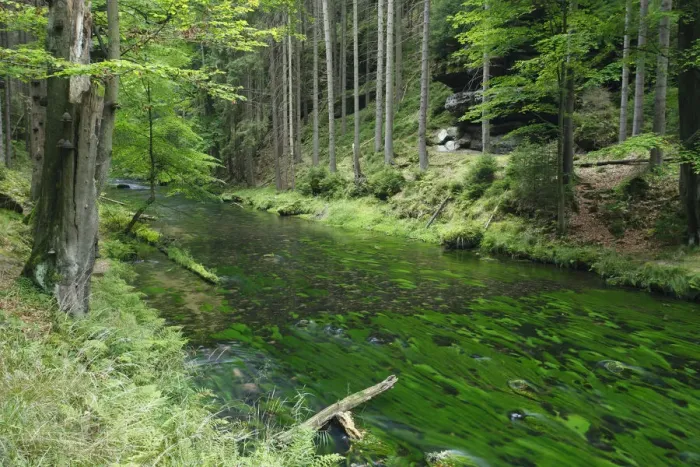 Framed Print : Krinice River in wood, Dlouhy Dul, Ceske Svycarsko / Bohemian Switzerland National Park Framed Print : Krinice River in wood, Dlouhy Dul, Ceske Svycarsko / Bohemian Switzerland National Park