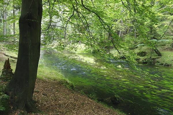Krinice River in wood, Dlouhy Dul, Ceske Svycarsko  /  Bohemian Switzerland National Park
