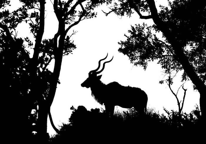Framed Print : Kudu (Tragelaphus strepsiceros) male silhouetted, Kruger National Park, South Africa. Digital silhouette Framed Print : Kudu (Tragelaphus strepsiceros) male silhouetted, Kruger National Park, South Africa. Digital silhouette