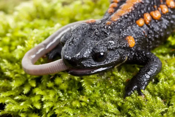 Framed Print : Kweichow crocodile newt (Tylototriton kweichowensis) feeding on a worm, China Framed Print : Kweichow crocodile newt (Tylototriton kweichowensis) feeding on a worm, China