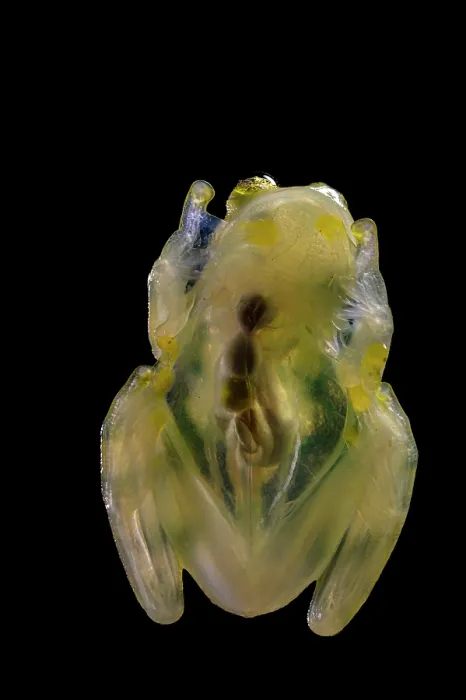 Framed Print : La Palma glass frog (Hyalinobatrachium valerioi)sitting on glass and displaying transparency of underside. Captive Framed Print : La Palma glass frog (Hyalinobatrachium valerioi)sitting on glass and displaying transparency of underside. Captive