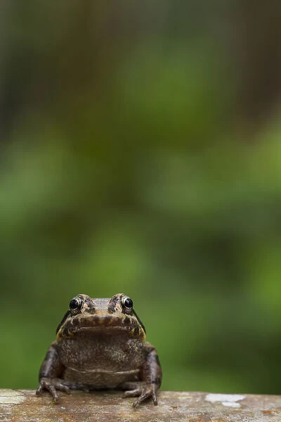 Labiated jungle frog (Leptodactylus labrosus) portrait, Canande, Esmeraldas, Ecuador