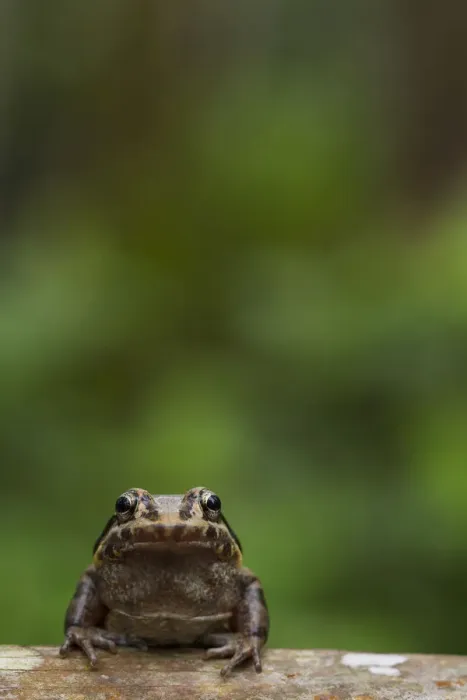 Framed Print : Labiated jungle frog (Leptodactylus labrosus) portrait, Canande, Esmeraldas, Ecuador Framed Print : Labiated jungle frog (Leptodactylus labrosus) portrait, Canande, Esmeraldas, Ecuador