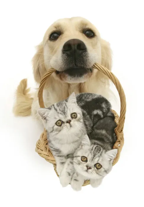 Framed Print : Labrador retriever carrying basket of kittens, white Background Framed Print : Labrador retriever carrying basket of kittens, white Background