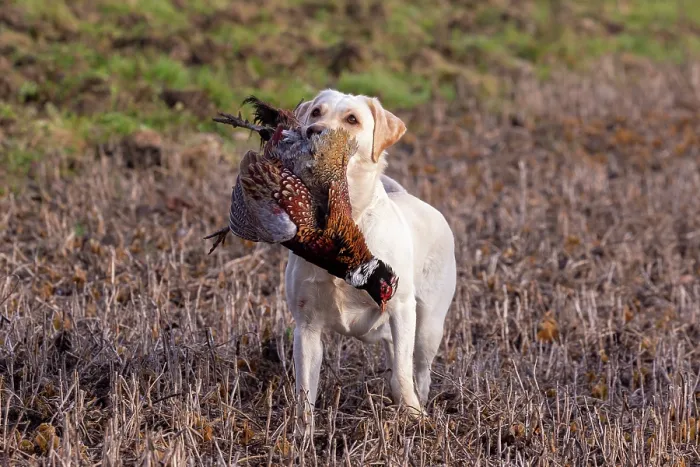 Framed Print : Labrador retriever, male, carrying Common Pheasant (Phasianus colchicus) in mouth, Bas Rhin, Alsace, France. November Framed Print : Labrador retriever, male, carrying Common Pheasant (Phasianus colchicus) in mouth, Bas Rhin, Alsace, France. November