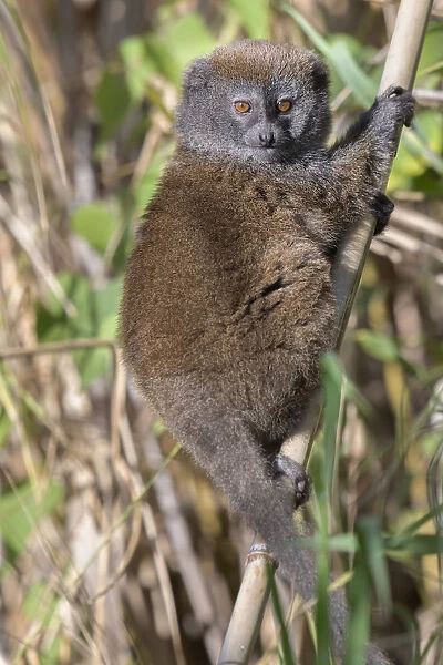Lac Alaotra bamboo lemur (Hapalemur alaotrensis), Lake Alaotra, Madagascar, Criticaly