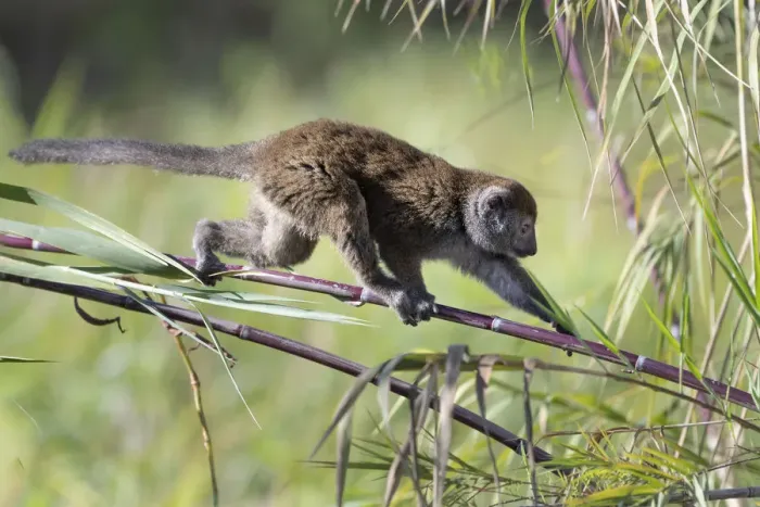 Framed Print : Lac Alaotra bamboo lemur (Hapalemur alaotrensis) walking on bamboo, Lake Alaotra, Madagascar