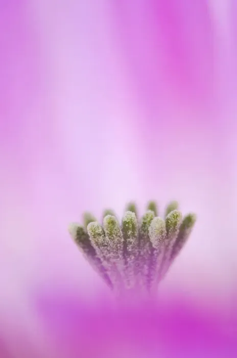 Framed Print : Lace Cactus {Echinocereus reichenbachii} flower abstract, Texas, USA Framed Print : Lace Cactus {Echinocereus reichenbachii} flower abstract, Texas, USA