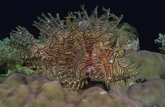 Framed Print : Lacy scorpionfish (Rhinopias aphanes) portrait, Milne Bay, Papua New Guinea, pacific Ocean Framed Print : Lacy scorpionfish (Rhinopias aphanes) portrait, Milne Bay, Papua New Guinea, pacific Ocean
