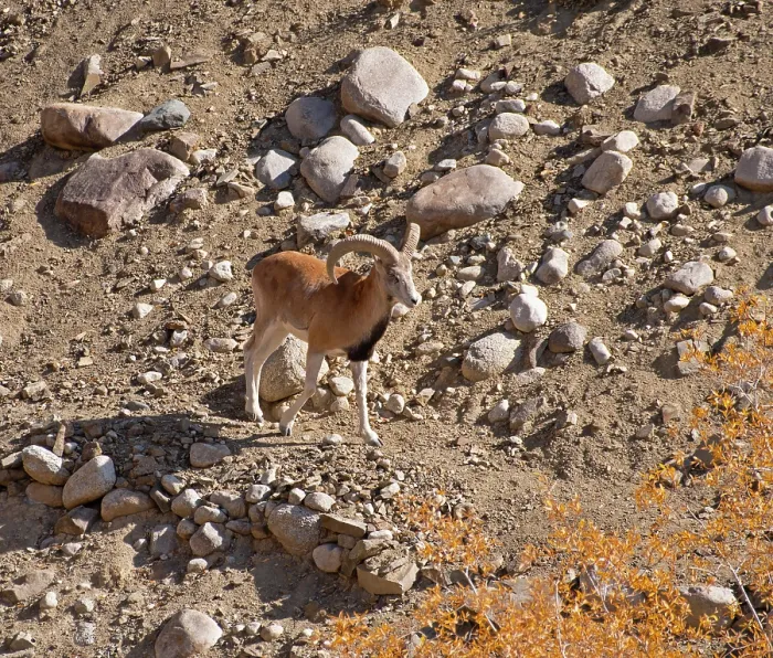 Framed Print : Ladakh urial (Ovis vignei vignei) ram, walking over rocky ground, Hemis Shukpachan village, Ladakh, India Framed Print : Ladakh urial (Ovis vignei vignei) ram, walking over rocky ground, Hemis Shukpachan village, Ladakh, India