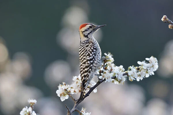 Ladder-backed woodpecker (Picoides scalaris) male perched on blossoming Mexican plum (Prunus mexicana). Hill Country, Texas, USA