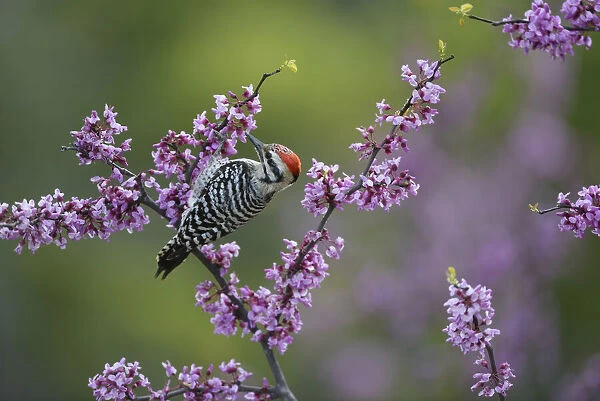 Ladder-backed woodpecker (Picoides scalaris) male feeding amongst blossoming Eastern redbud (Cercis canadensis). Hill Country, Texas, USA