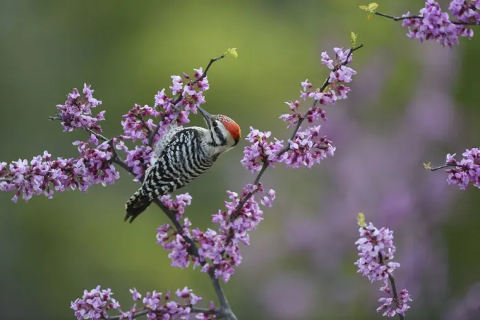 Framed Print : Ladder-backed woodpecker (Picoides scalaris) male feeding amongst blossoming Eastern redbud (Cercis canadensis). Hill Country, Texas, USA Framed Print : Ladder-backed woodpecker (Picoides scalaris) male feeding amongst blossoming Eastern redbud (Cercis canadensis). Hill Country, Texas, USA