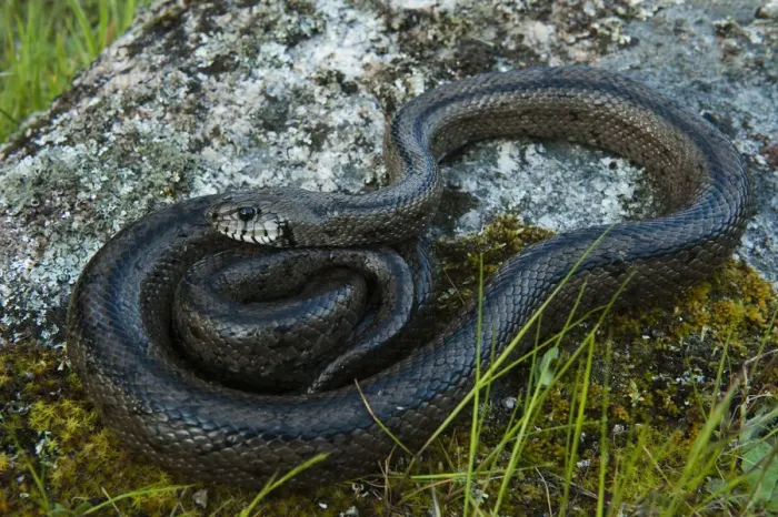 Framed Print : Ladder snake (Elaphe scalaris) on rock, Sierra de Andjar Natural Park, Mediterranean