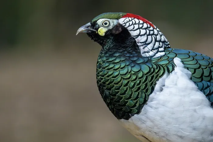 Framed Print : Lady Amherst's pheasant (Chrysolophus amherstiae) male, head portrait, Long Hua Nature Reserve, Sichuan, China. March Framed Print : Lady Amherst's pheasant (Chrysolophus amherstiae) male, head portrait, Long Hua Nature Reserve, Sichuan, China. March