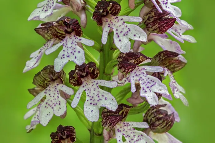 Framed Print : Lady orchid (Orchis purpurea) in flower in spring, La Brenne, Indre, France. May Framed Print : Lady orchid (Orchis purpurea) in flower in spring, La Brenne, Indre, France. May