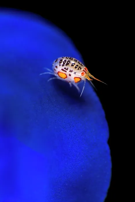 Framed Print : Ladybug amphipod (Cyproidea sp.)
