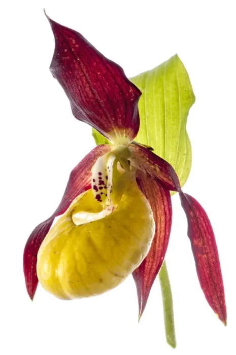 Framed Print : Ladys slipper (Cypripedium calceolus) in flower, Camosciara Mounts, near Pescasseroli Framed Print : Ladys slipper (Cypripedium calceolus) in flower, Camosciara Mounts, near Pescasseroli