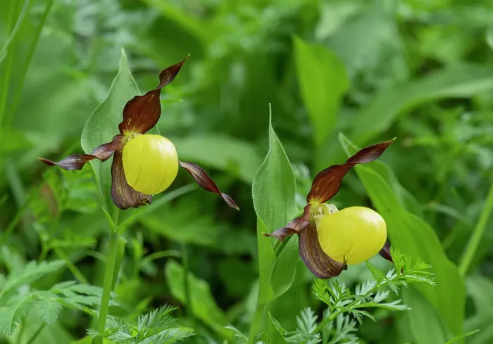 Framed Print : Lady's slipper orchid (Cypripedium calceolus) in flower, Swiss Alps, Switzerland. June Framed Print : Lady's slipper orchid (Cypripedium calceolus) in flower, Swiss Alps, Switzerland. June