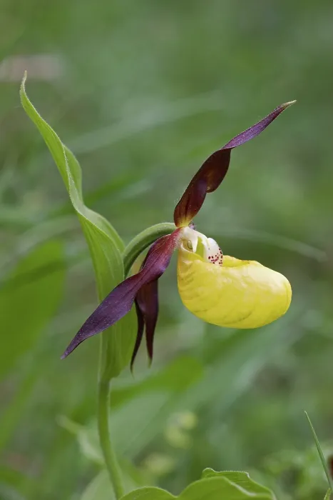 Framed Print : Lady's slipper orchid (Cypripedium calceolus) in flower, Portalet Pass, Pyrenees, Spain. June Framed Print : Lady's slipper orchid (Cypripedium calceolus) in flower, Portalet Pass, Pyrenees, Spain. June