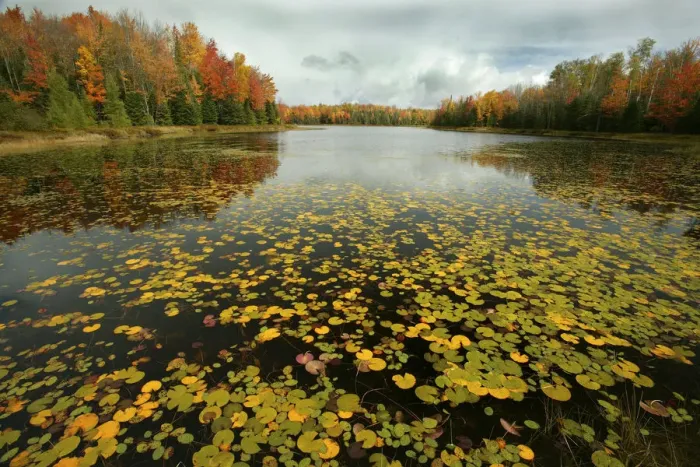 Framed Print : Lake and mixed woodland in autumn, Upper Peninsula, Michigan, USA Framed Print : Lake and mixed woodland in autumn, Upper Peninsula, Michigan, USA
