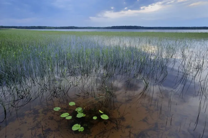 Framed Print : Lake Usma viewed from Moricsala Island, Moricsala Strict Nature Reserve, Latvia Framed Print : Lake Usma viewed from Moricsala Island, Moricsala Strict Nature Reserve, Latvia