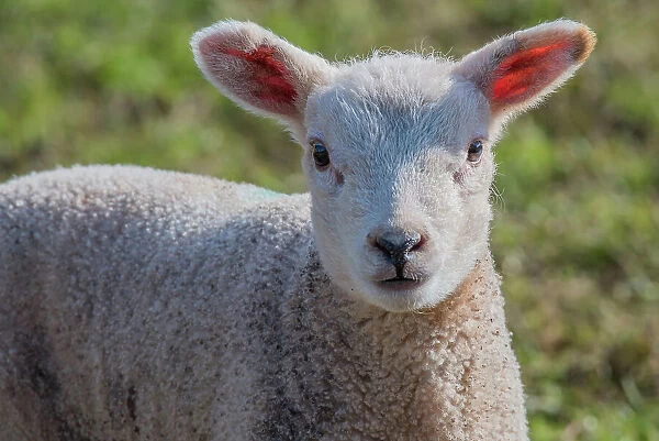 Lamb, Monmouthshire, Wales, UK, March