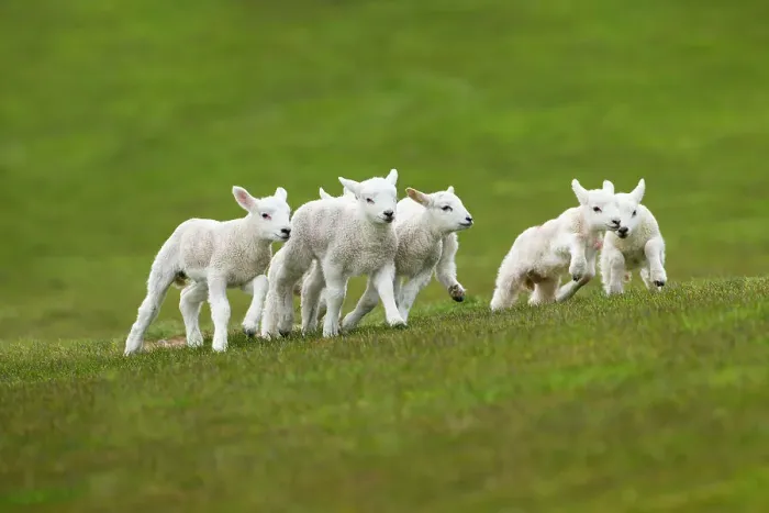 Framed Print : Lambs in meadow in spring, UK, April Framed Print : Lambs in meadow in spring, UK, April