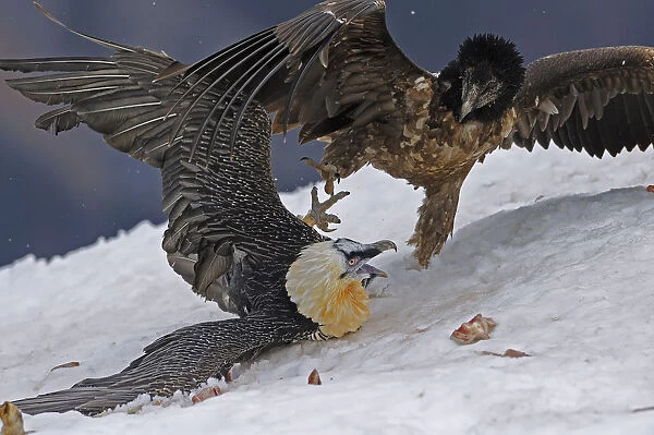 Lammergeier  /  Bearded vulture (Gypaetus barbatos) adult and juvenile squabbling over food in snow