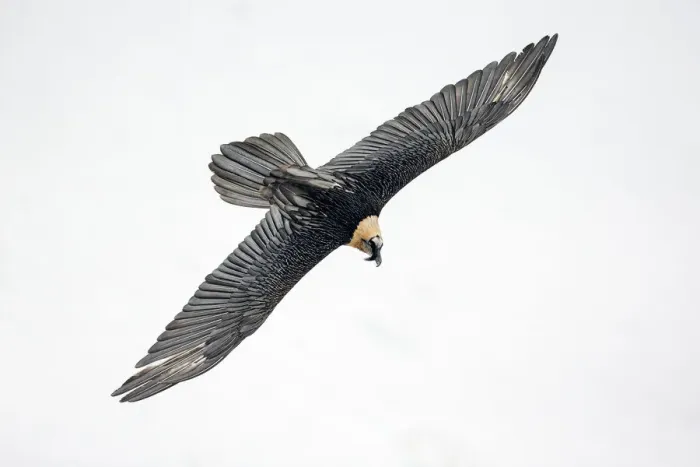 Framed Print : Lammergeier / Bearded vulture (Gypaetus barbatus) flying, Leukerbad, Valais, Switzerland, February Framed Print : Lammergeier / Bearded vulture (Gypaetus barbatus) flying, Leukerbad, Valais, Switzerland, February