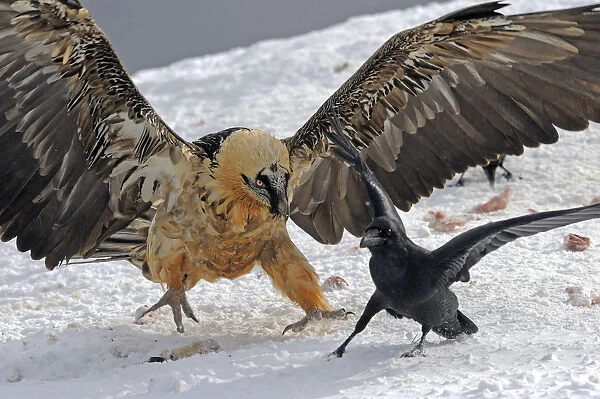 Lammergeier (Gypaetus barbatus) chasing away Carrion crow (Corvus corone corone) Cebollar