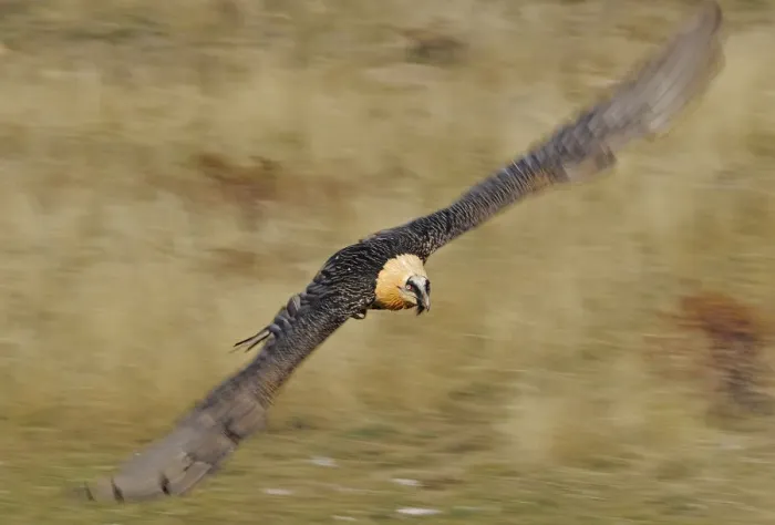 Framed Print : Lammergeier (Gypaetus barbatus) in flight, Serra de Beumort, Gerri de la Sal, Catalonia