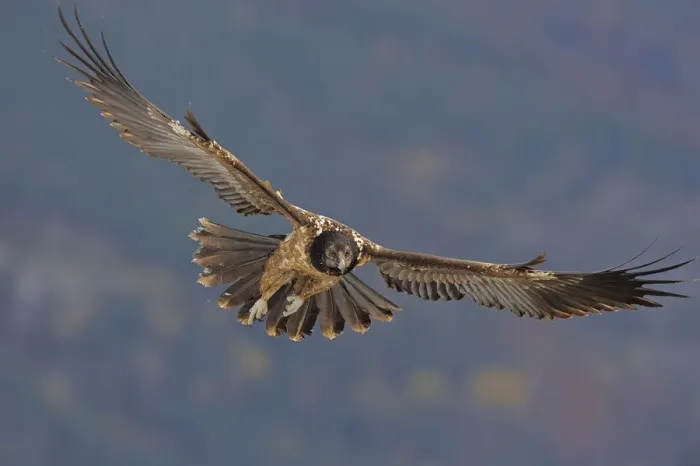 Framed Print : Lammergeier (Gypaetus barbatus) in flight, Cebollar, Torla, Aragon, Spain, November 2008 Framed Print : Lammergeier (Gypaetus barbatus) in flight, Cebollar, Torla, Aragon, Spain, November 2008