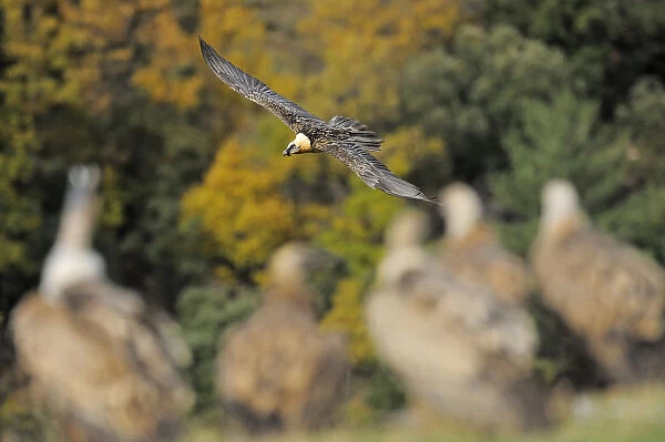 Lammergeier (Gypaetus barbatus) flying over Griffon vultures (Gyps fulvus) on the ground