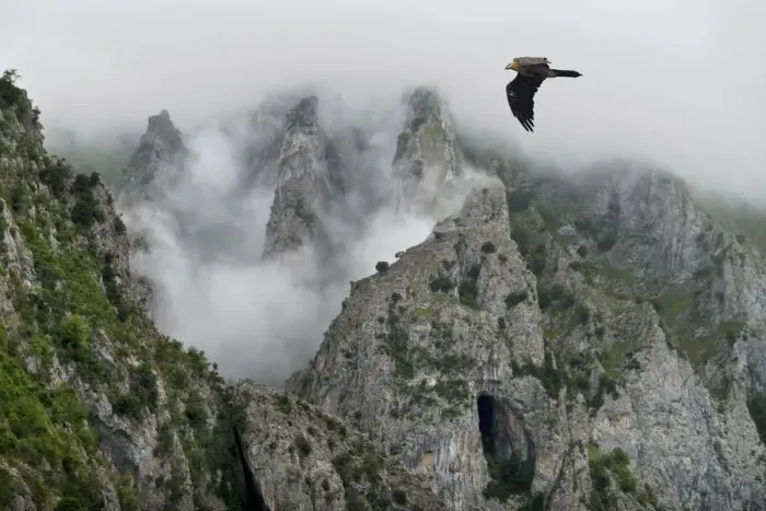 Framed Print : Lammergeier (Gypaetus barbatus) flying over the Pyrenees mountains, Aragon, Spain Framed Print : Lammergeier (Gypaetus barbatus) flying over the Pyrenees mountains, Aragon, Spain
