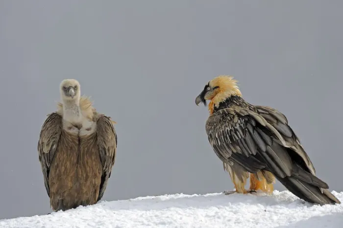 Framed Print : Lammergeier (Gypaetus barbatus) and Griffon vulture (Gyps fulvus) at feeding site Framed Print : Lammergeier (Gypaetus barbatus) and Griffon vulture (Gyps fulvus) at feeding site
