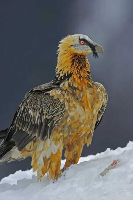 Framed Print : Lammergeier (Gypaetus barbatus) portrait, Cebollar, Torla, Aragon, Spain, November 2008