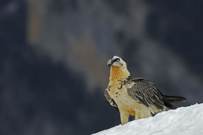 Framed Print : Lammergeier (Gypaetus barbatus) portrait, Cebollar, Torla, Aragon, Spain, November 2008