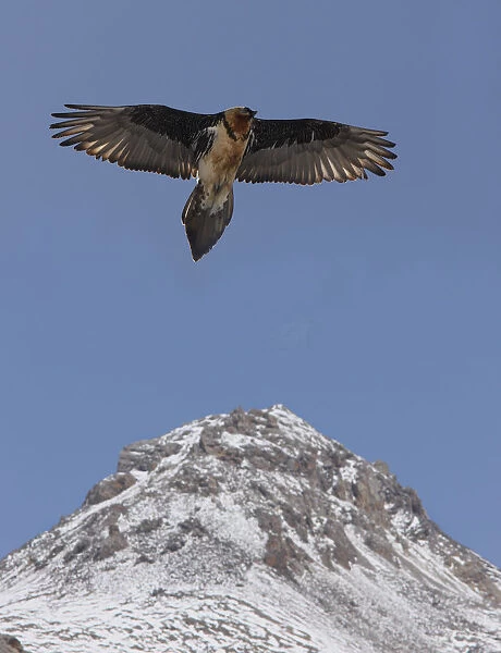 Lammergier {Gypaetus barbatus} soaring over the Himalayas, northern India